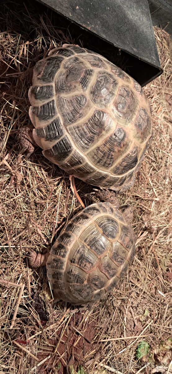 2 želvy stepní - 2