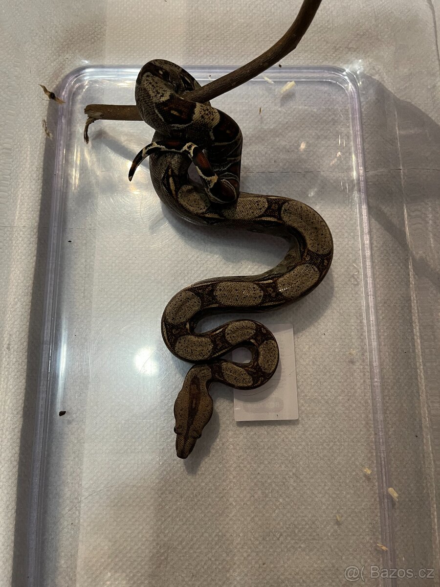 Hroznýš královský - 2