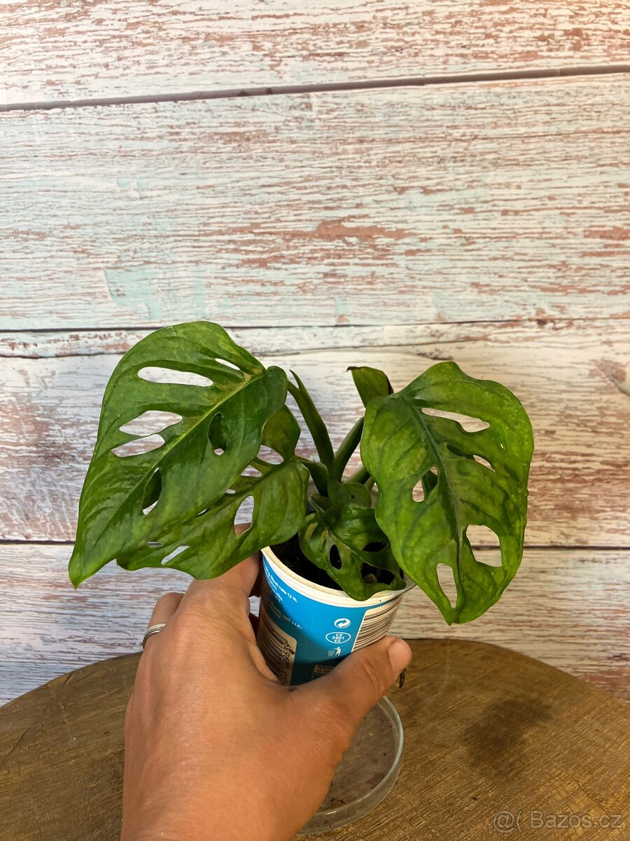 Monstera monkey mask - 2