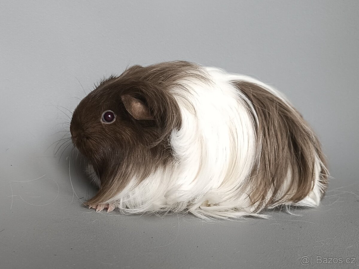 Šeltie - dlouhosrsté morče - 2