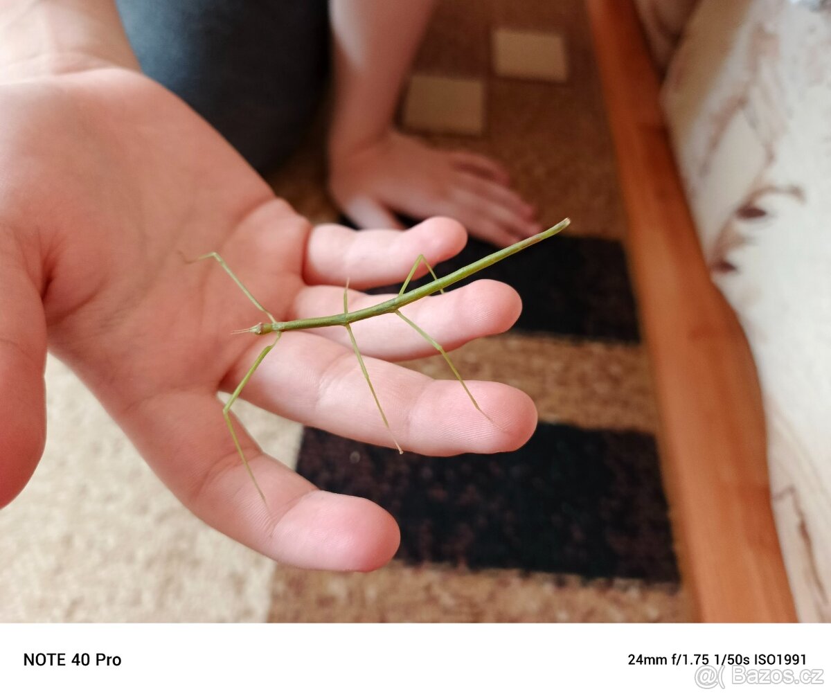 Pakobylka indická (strašilky) - 2