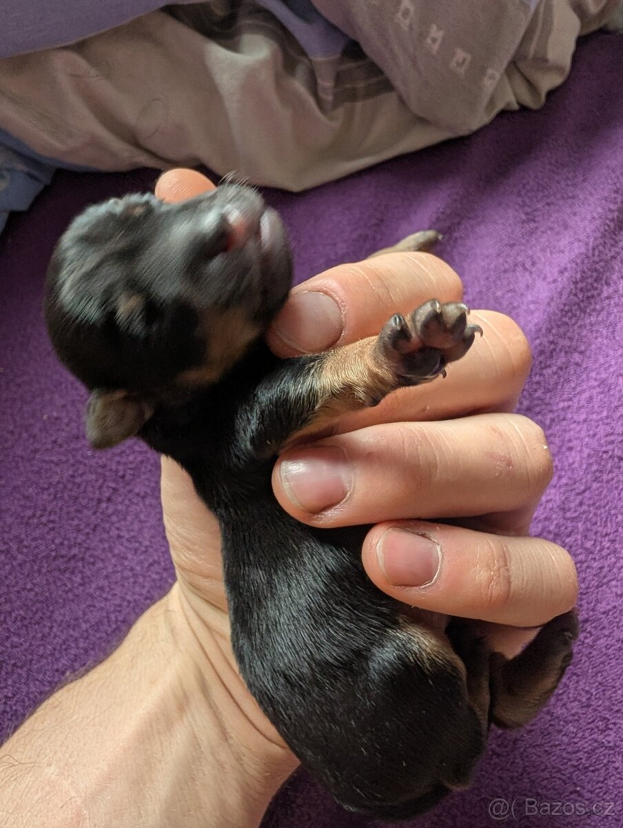 Čistokrevný mexický naháč mini štěňata - 2