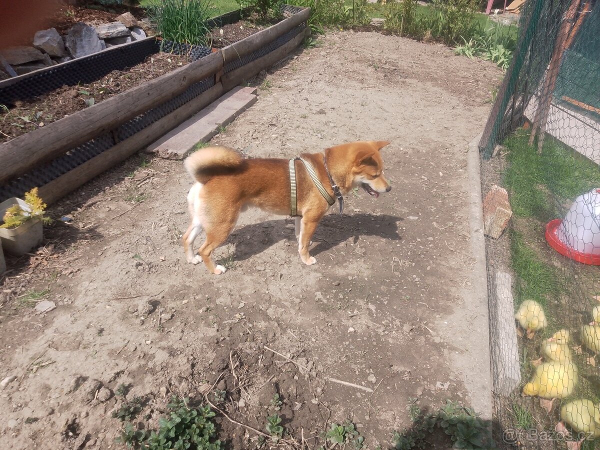 Shiba inu - 2