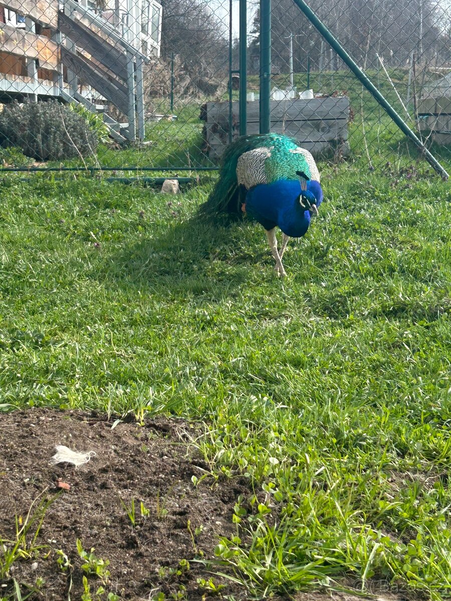 3letý páv modrý korunkatý - 2