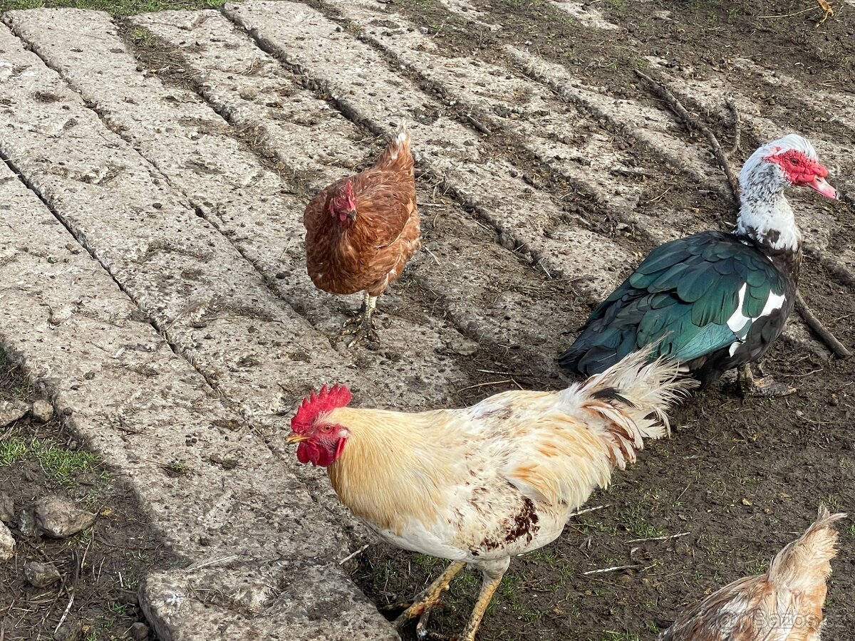 Kohout, kohouti Dvořákovy mix 10ks vysezeni slepicemi - 2