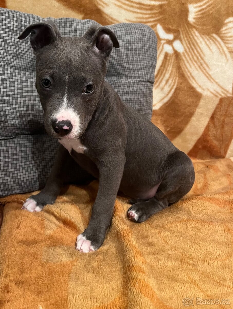 Stafordširsky bulteriér - 2