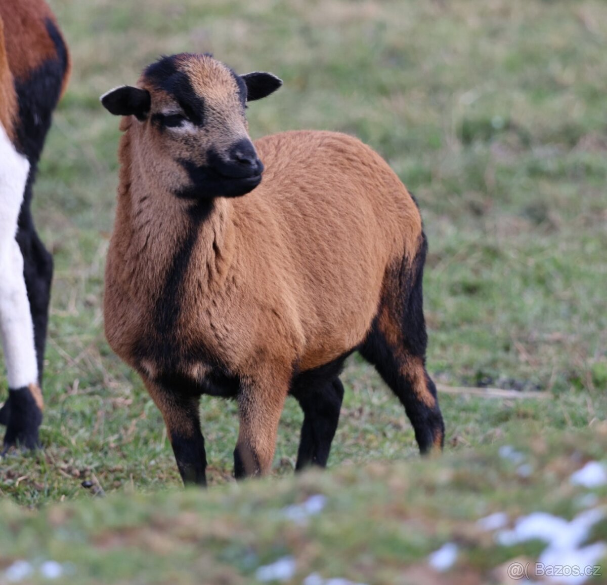 Kamerunské ovce na spásání nebo do trouby - 2