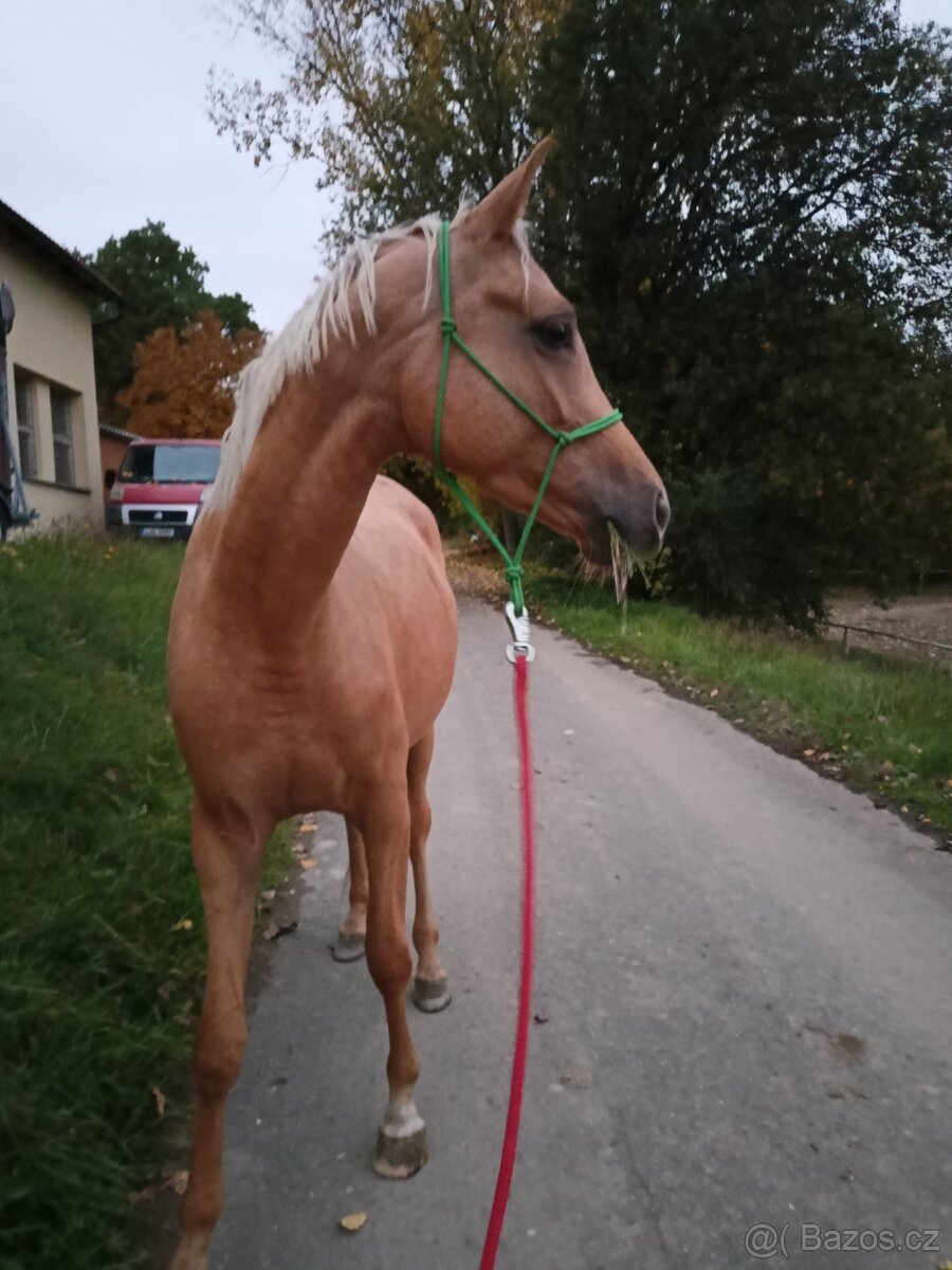 Tříletá klisna po CANNON REUVECAMP'S Z - 2