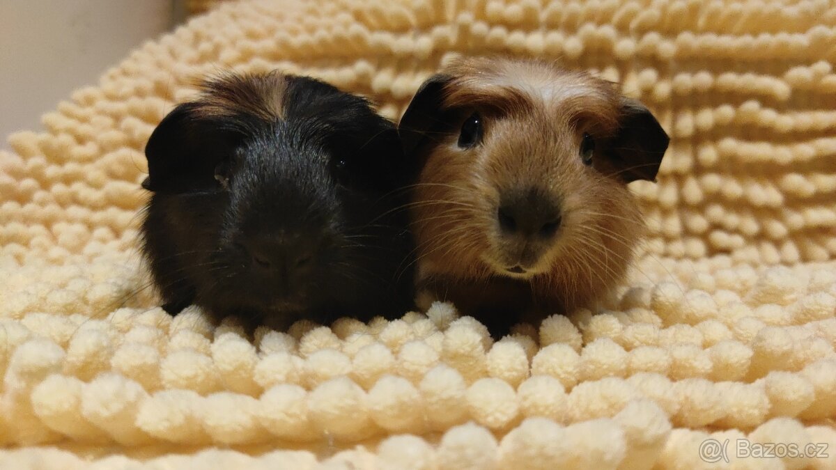 Morče - morčata - krásná morčátka z Moravy - 2