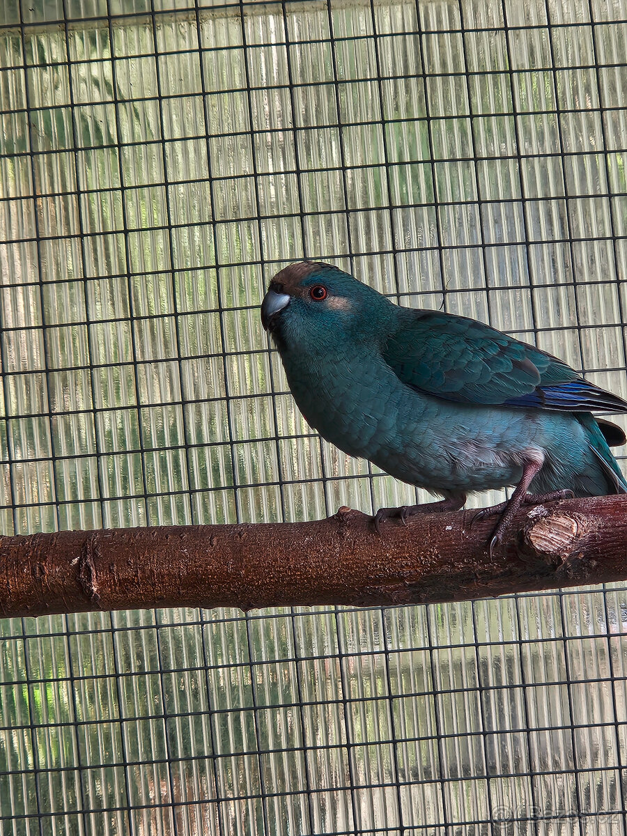 PRODÁM KAKARIKI RUDOČELÉ-MODRÁ/ MOD. STRAKA - 2
