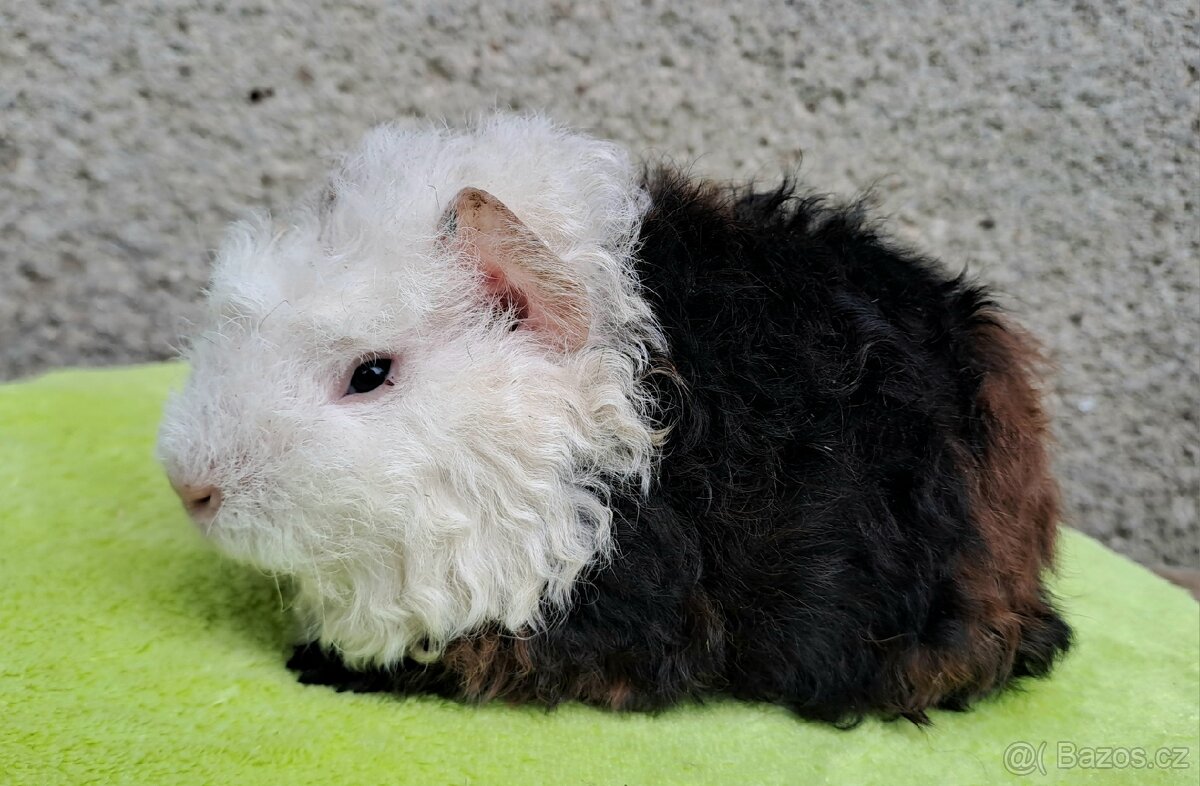 Samci i samičky dlouhosrstých morčat - 2