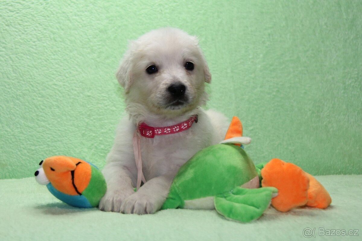 Slovenský čuvač - 2