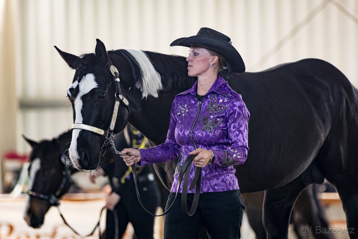 Připouštění APH Black Overo hřebcem - 2