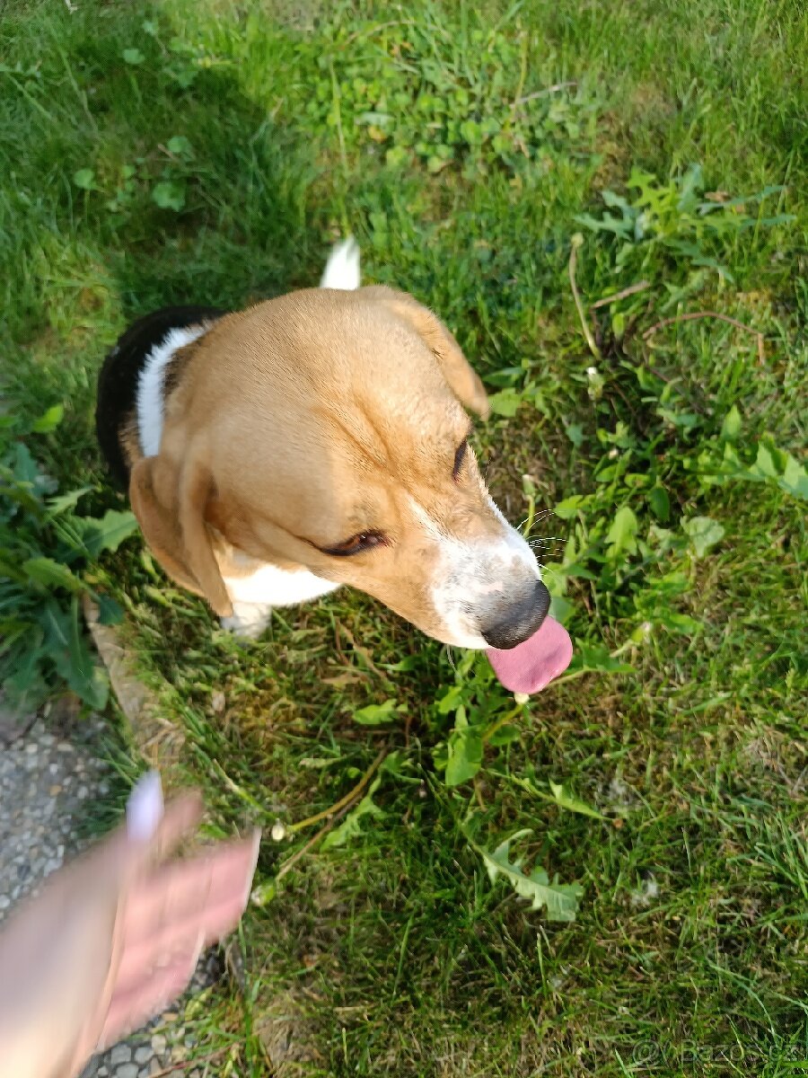 Beagl krytí - 2