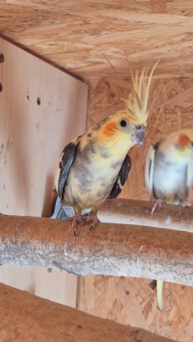 Korela, korely, korelu - 2