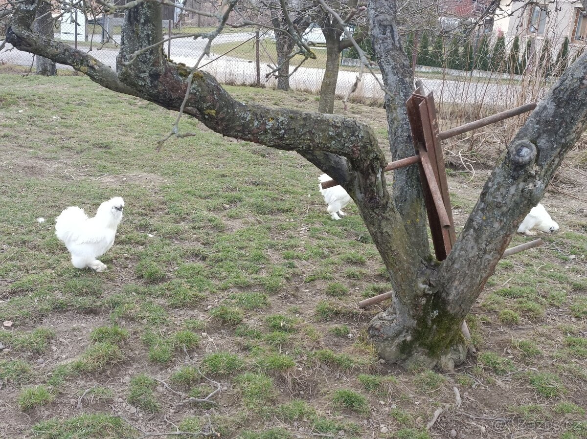 Výměna-prodej; kohouti hedvábniček - 2