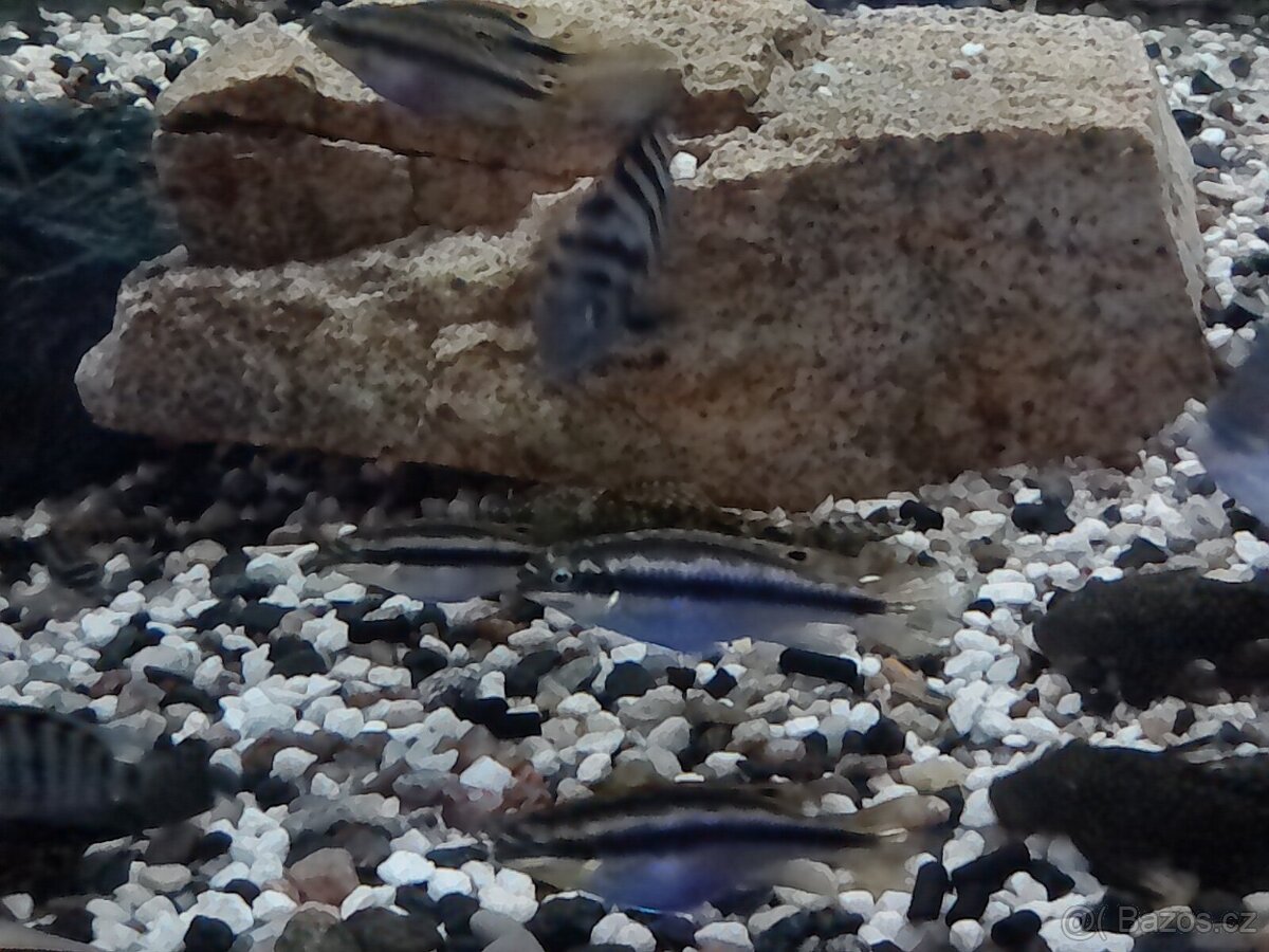 Cichlidy k prodeji - 2