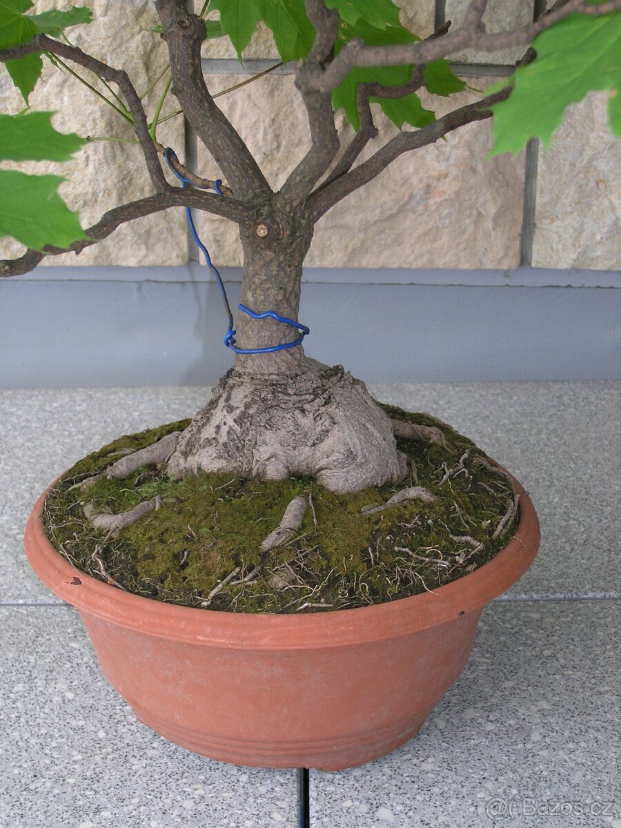 Venkovní Bonsaje - 2