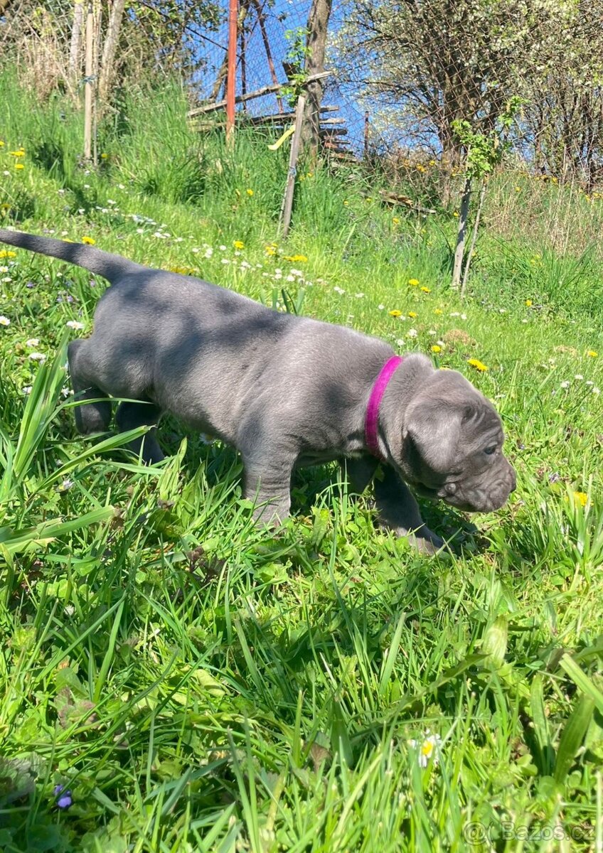 Cane Corso - 2