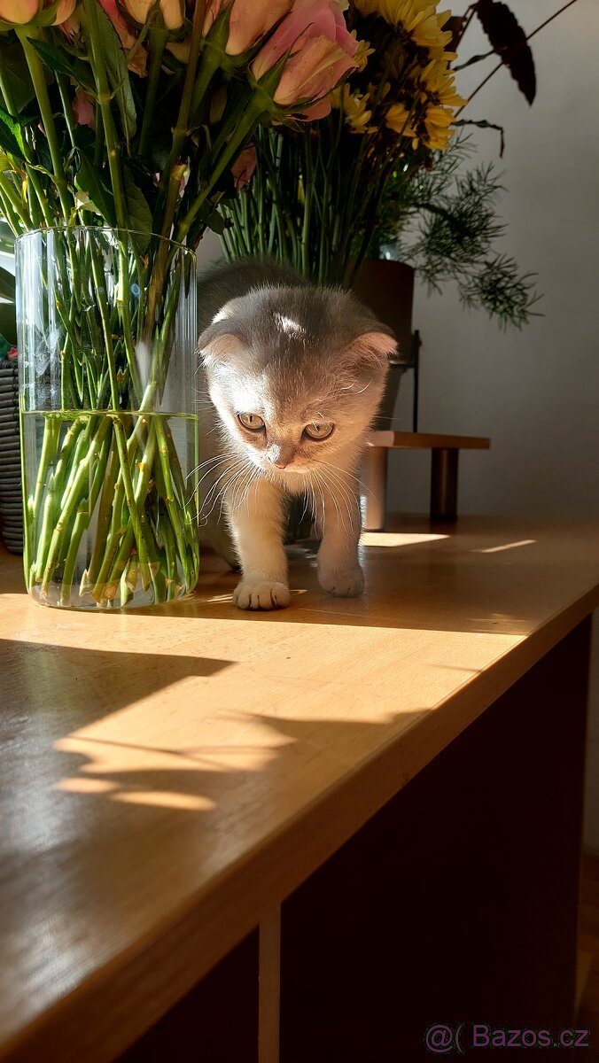 Skotské koťata bez PP - 2