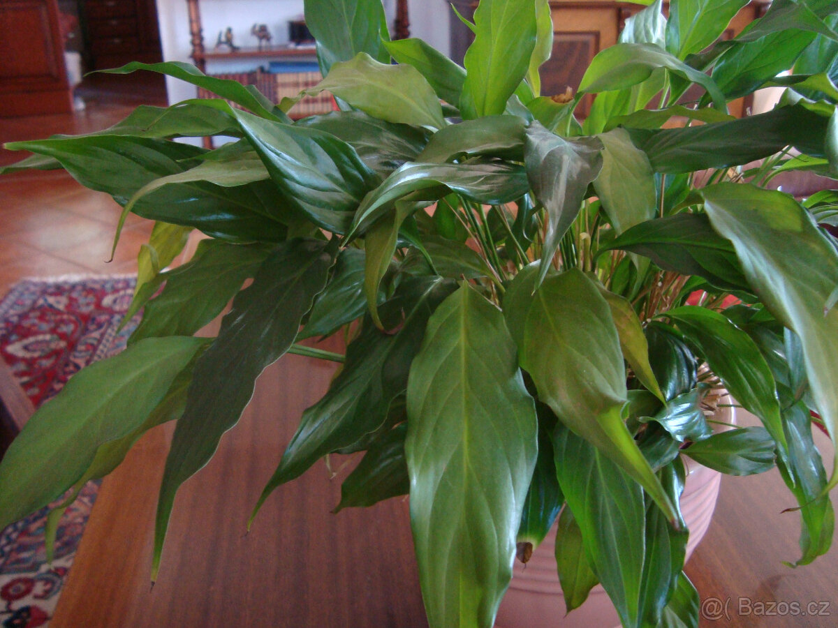 Pokojové rostliny LOPATKOVEC - 2