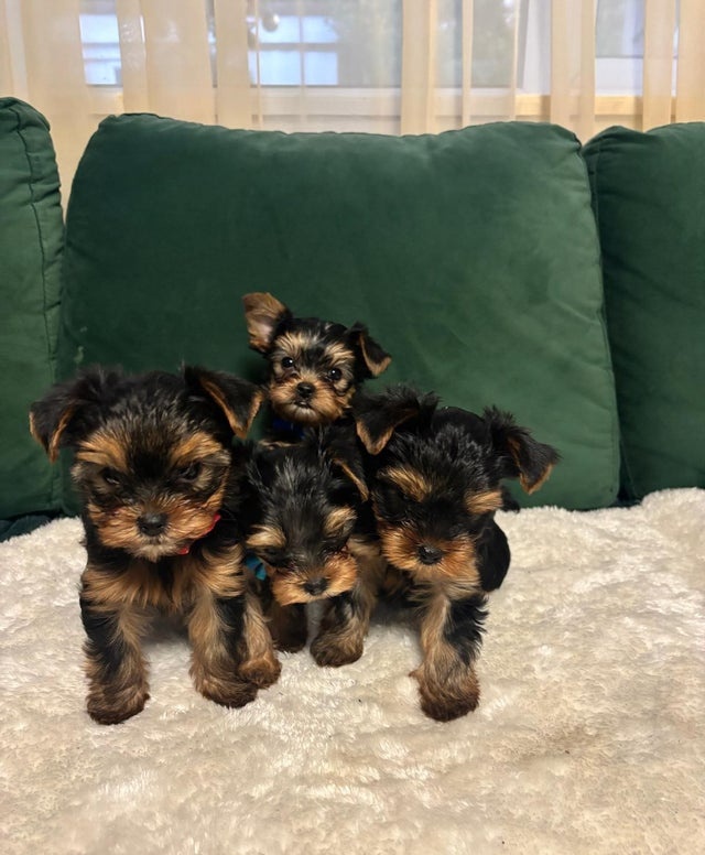 Jorkšírský teriér - 2