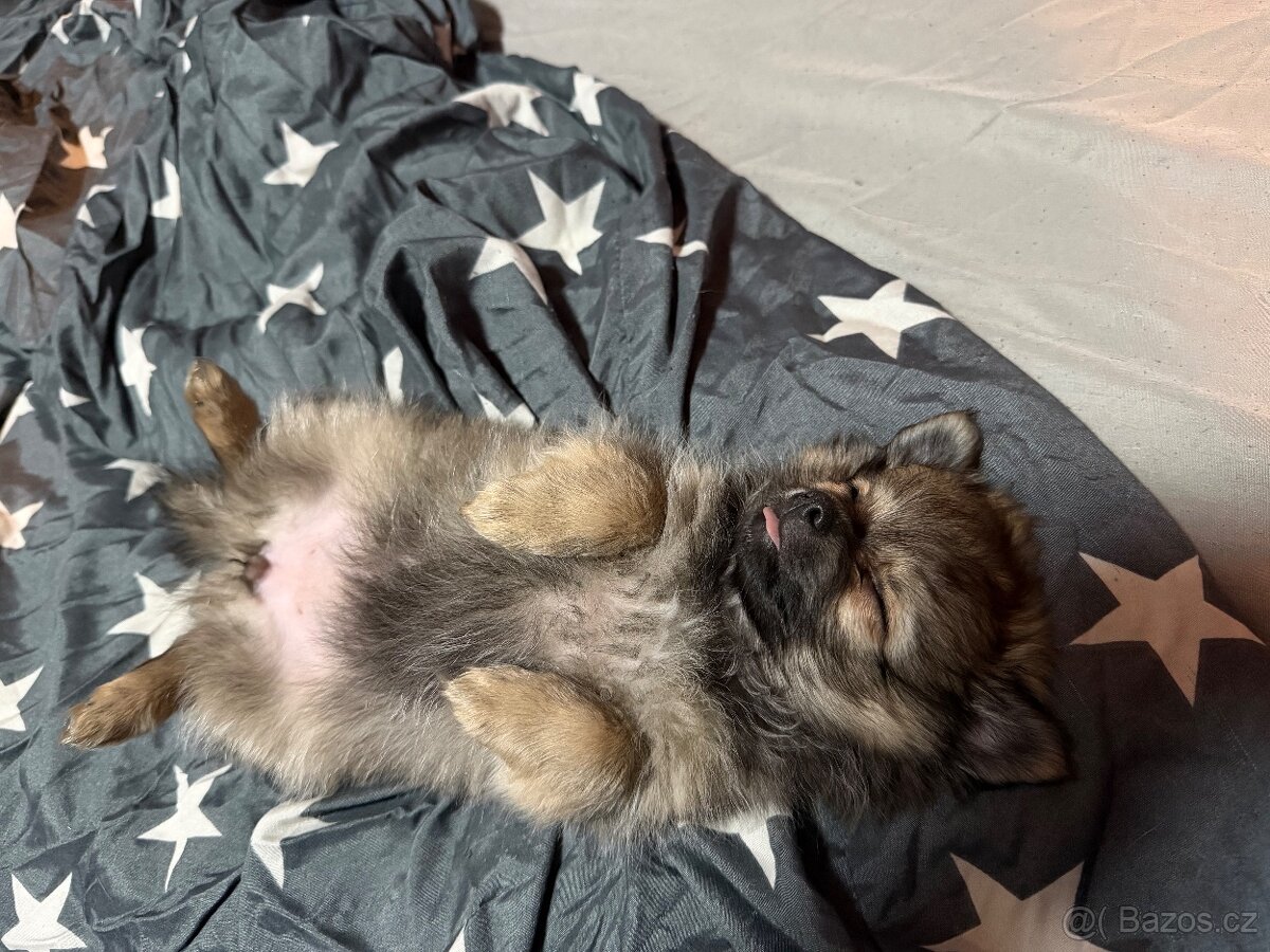 Pomerian X čivava X špic spitz trpasličí - 2