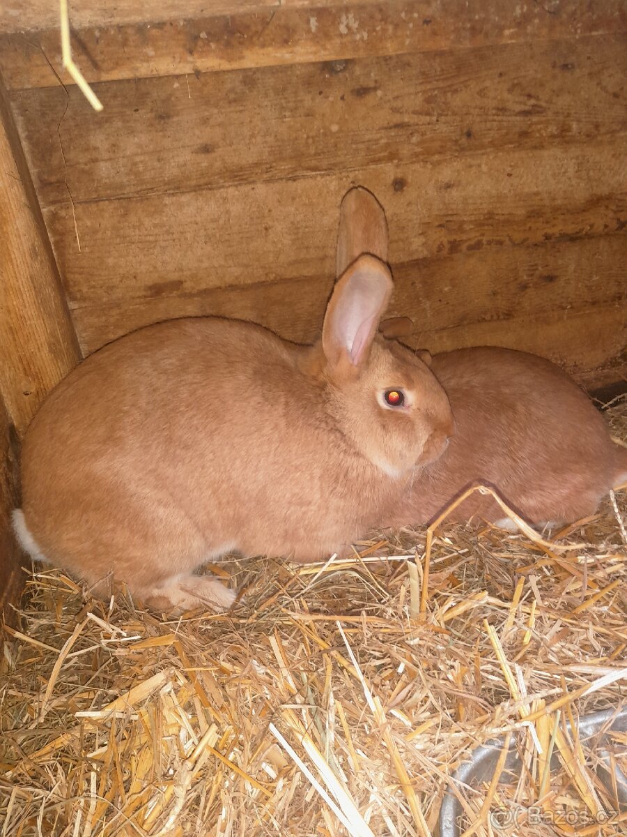 Prodám králíky - 2