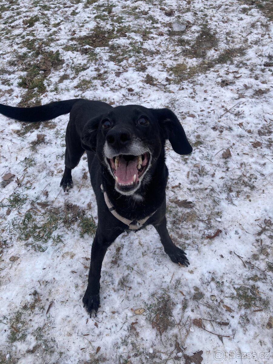 Bobík, kříženec hledá domov - 2