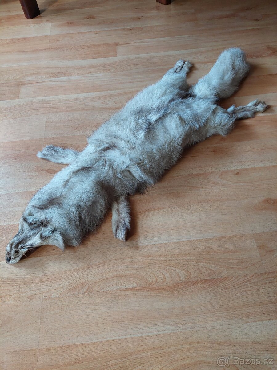 Stříbrná liška - 2