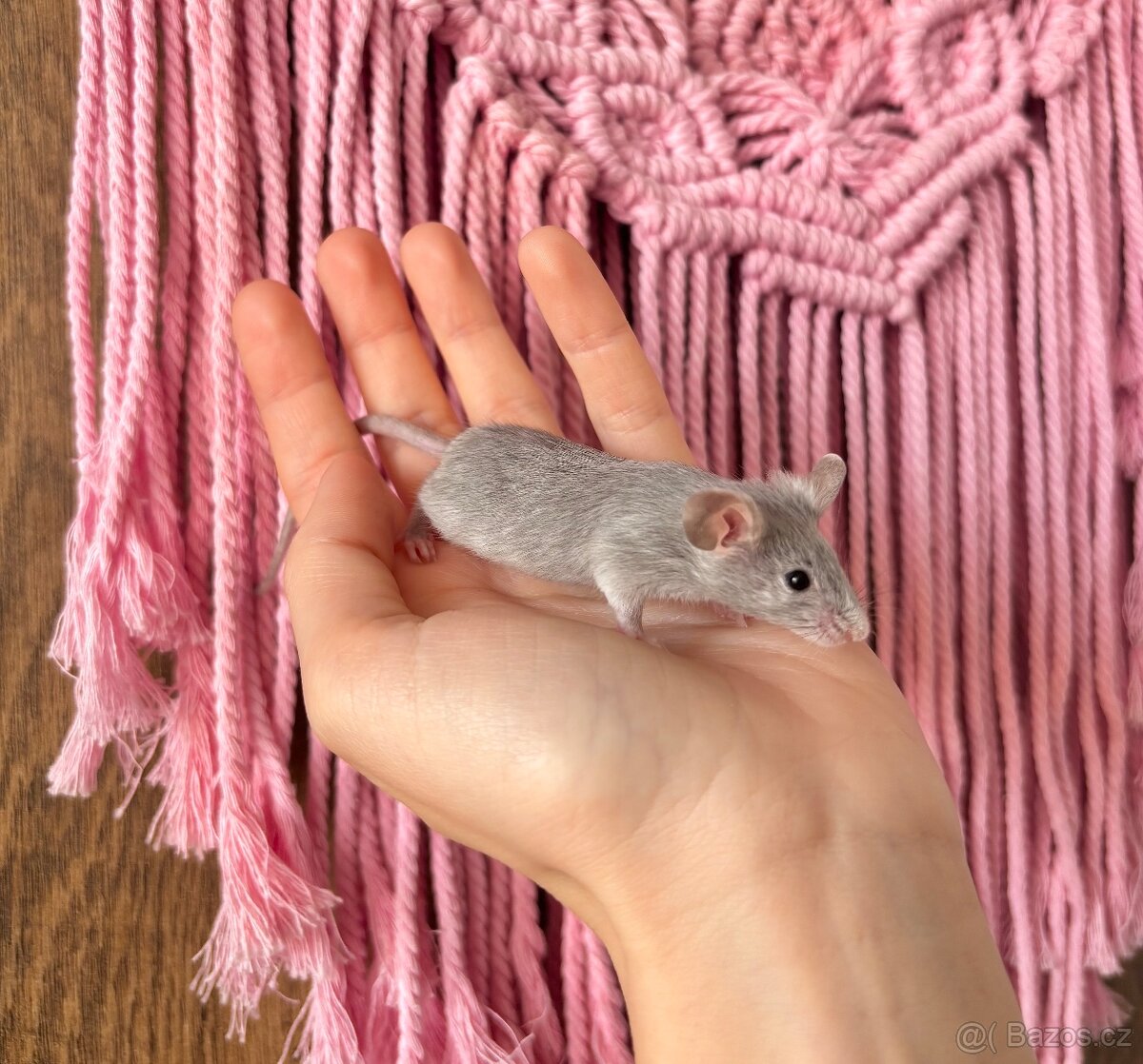 Myš myši fancy myška - 2