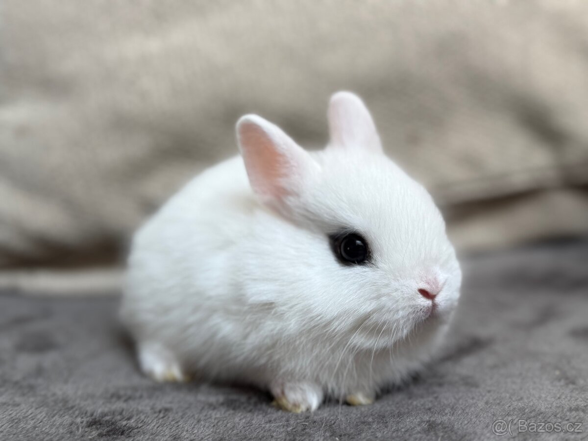 Zakrslý hototský bílý s PP - 2