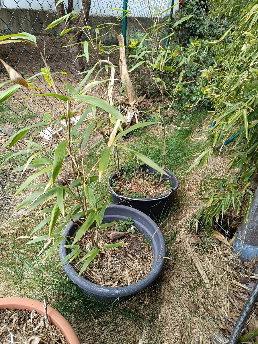 Bambusy Fargesia - 2