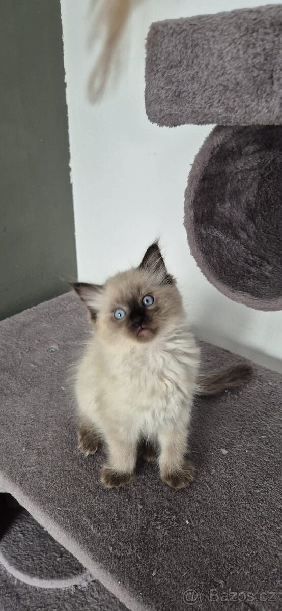 Ragdoll - 2