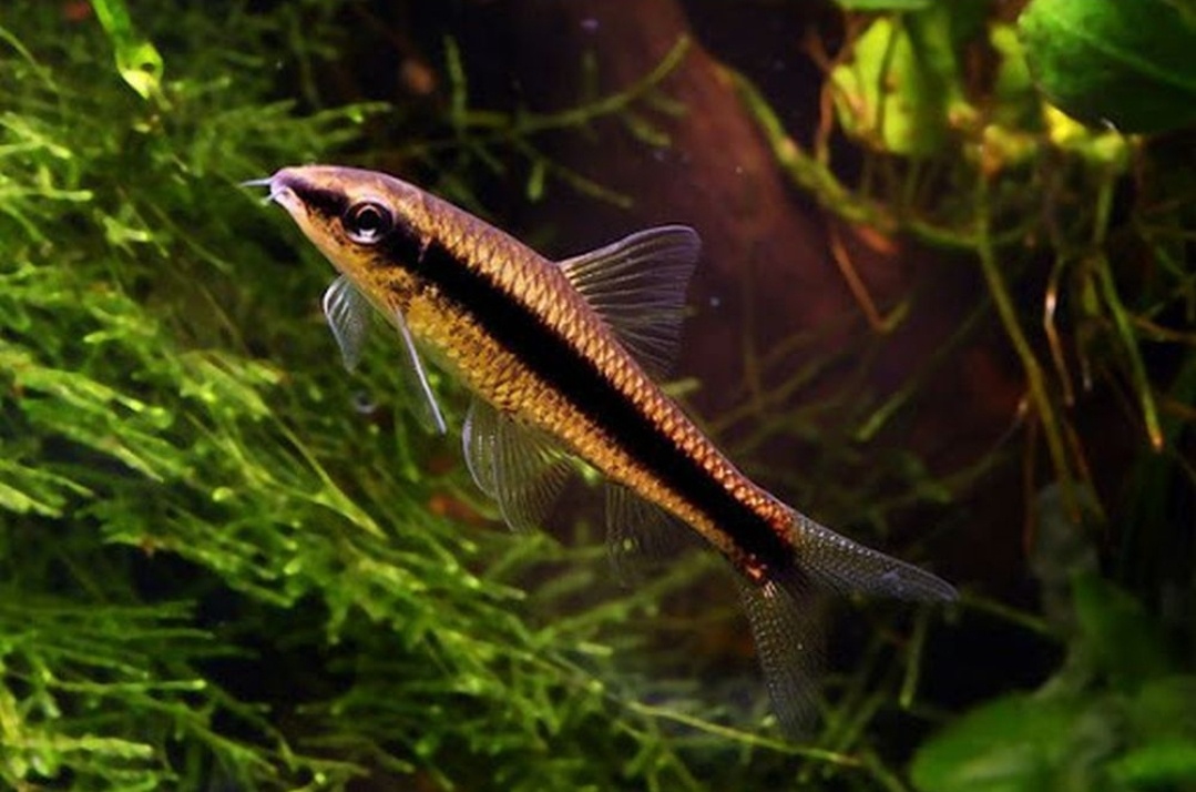 Parmička Černopruhá, Ancistrus (krunýřovec) - 2
