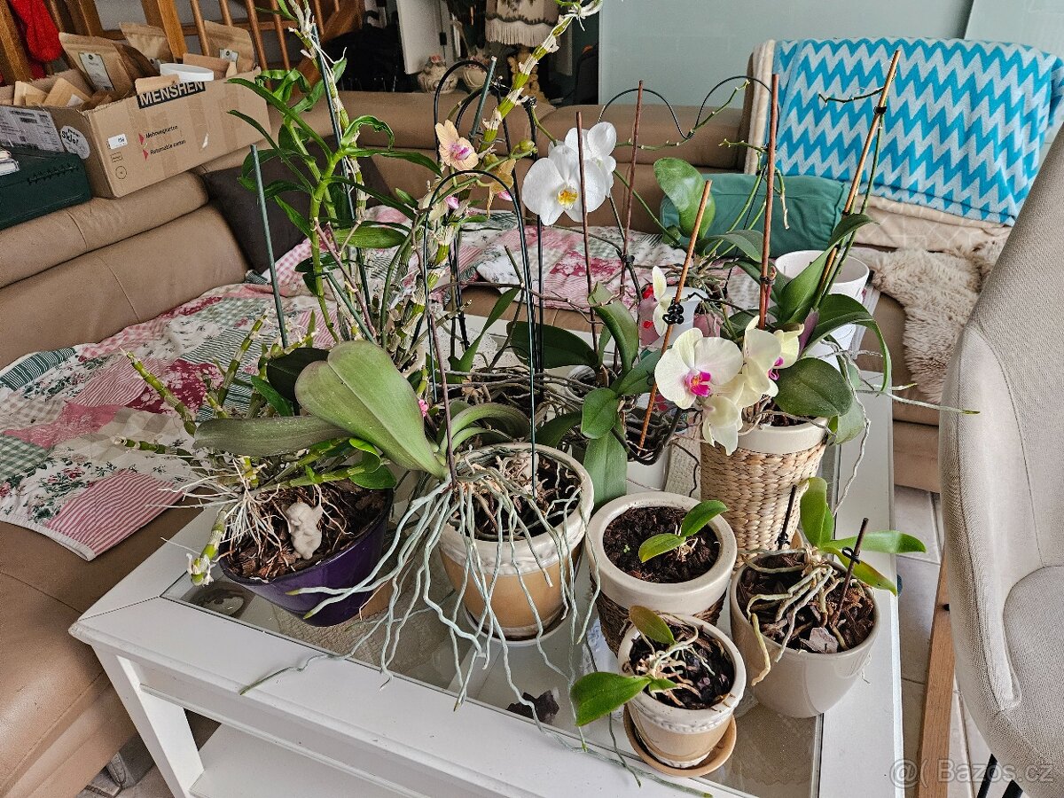 sbírka orchidejí - 2