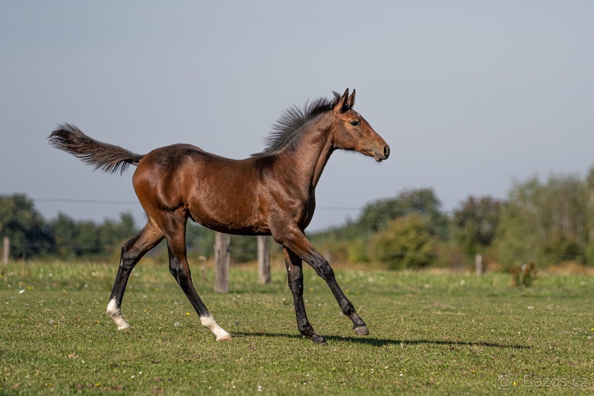 Letošní klisnička (Catango Z x Bernstein) - 2