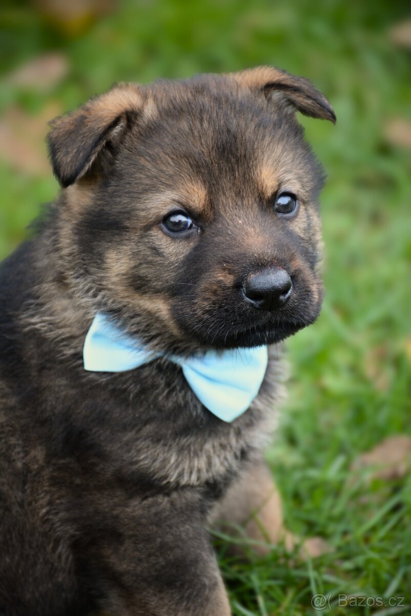 Německý ovčák s PP - 2