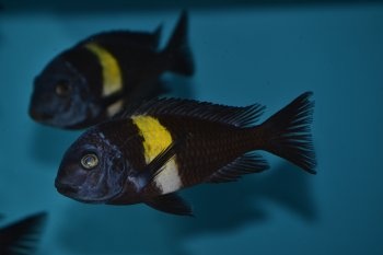 Tlamovci jezera Tanganika a Malawi. - 2