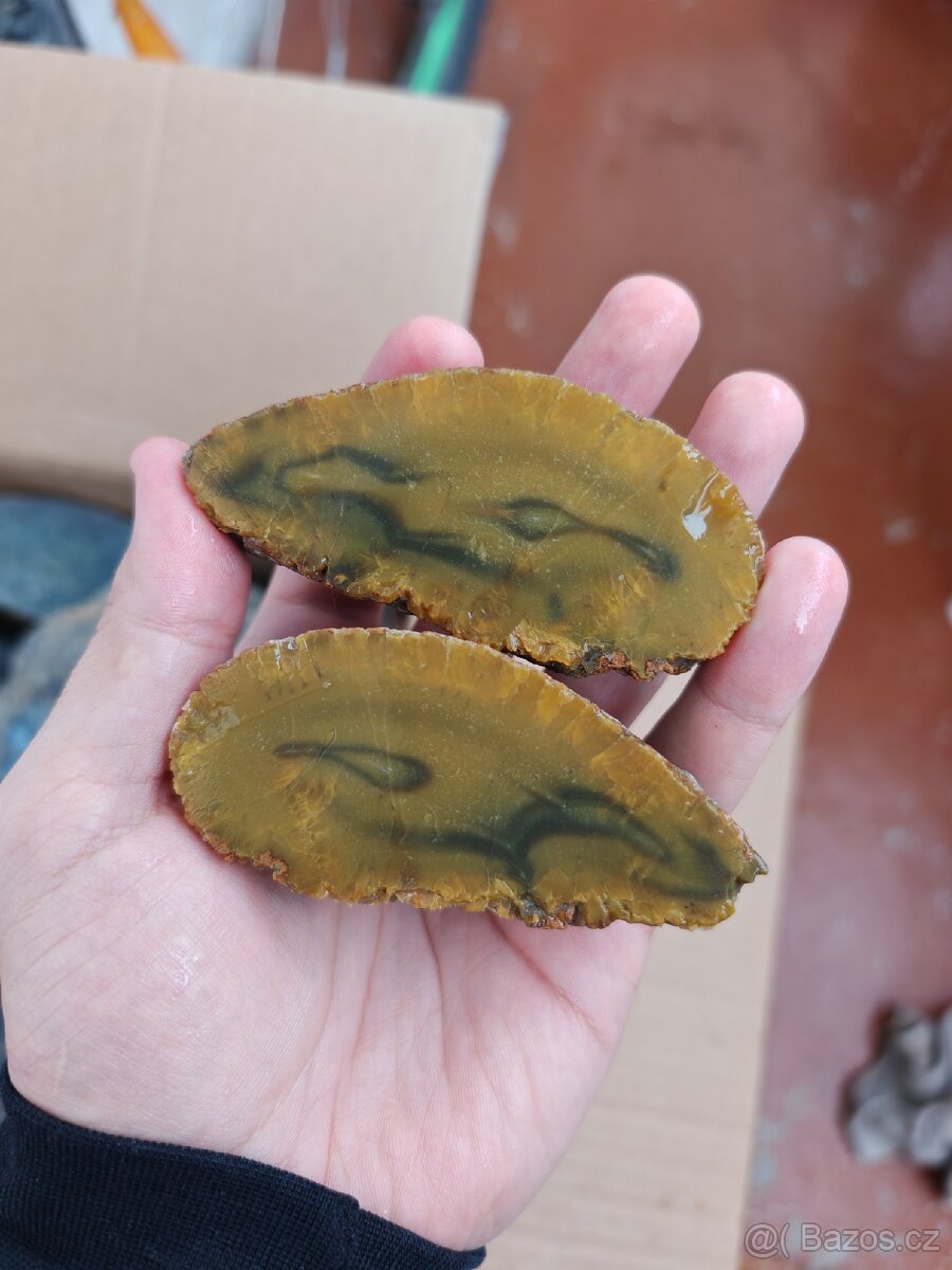 Acháty řezy Timor - 2