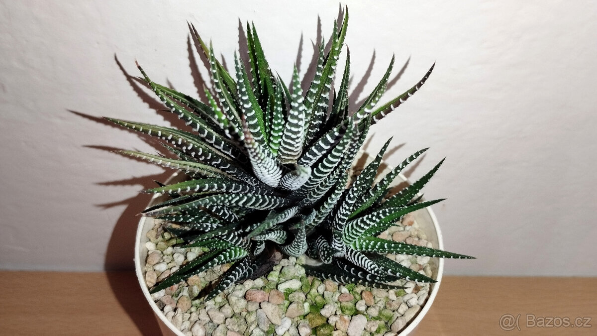 Haworthia Fasciata variegated ( sukulent ) - 2