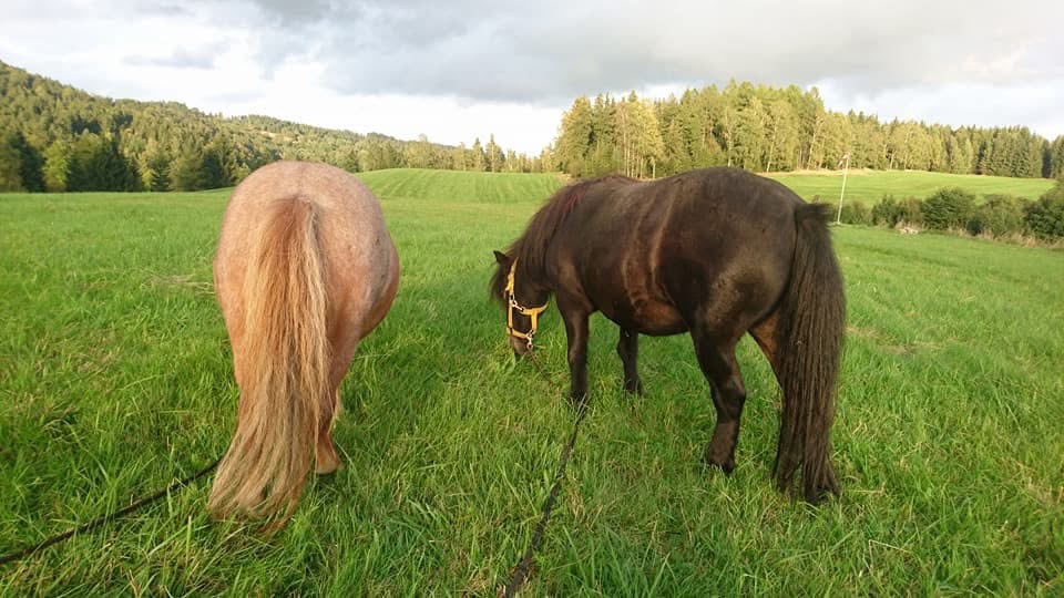 Shetland Pony -dva poníci - musí být spolu - 2