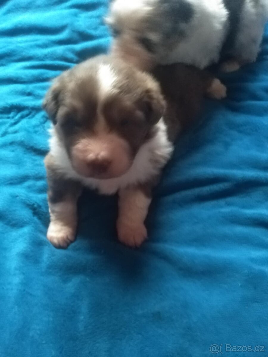 australsky ovcak - 2