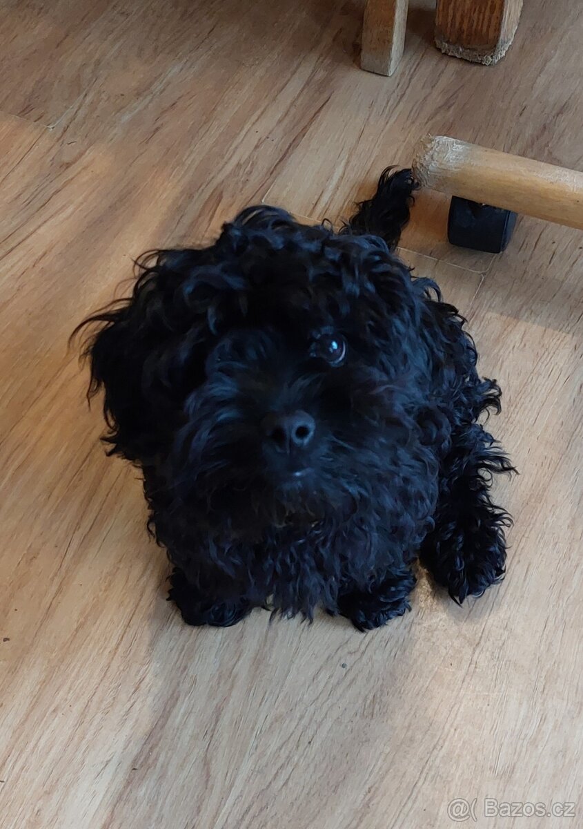 Ruská barevná bolonka s PP - 2