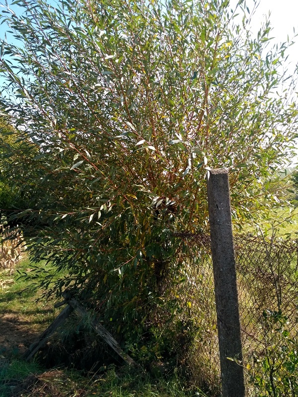 Živé vrbové stavby - 2