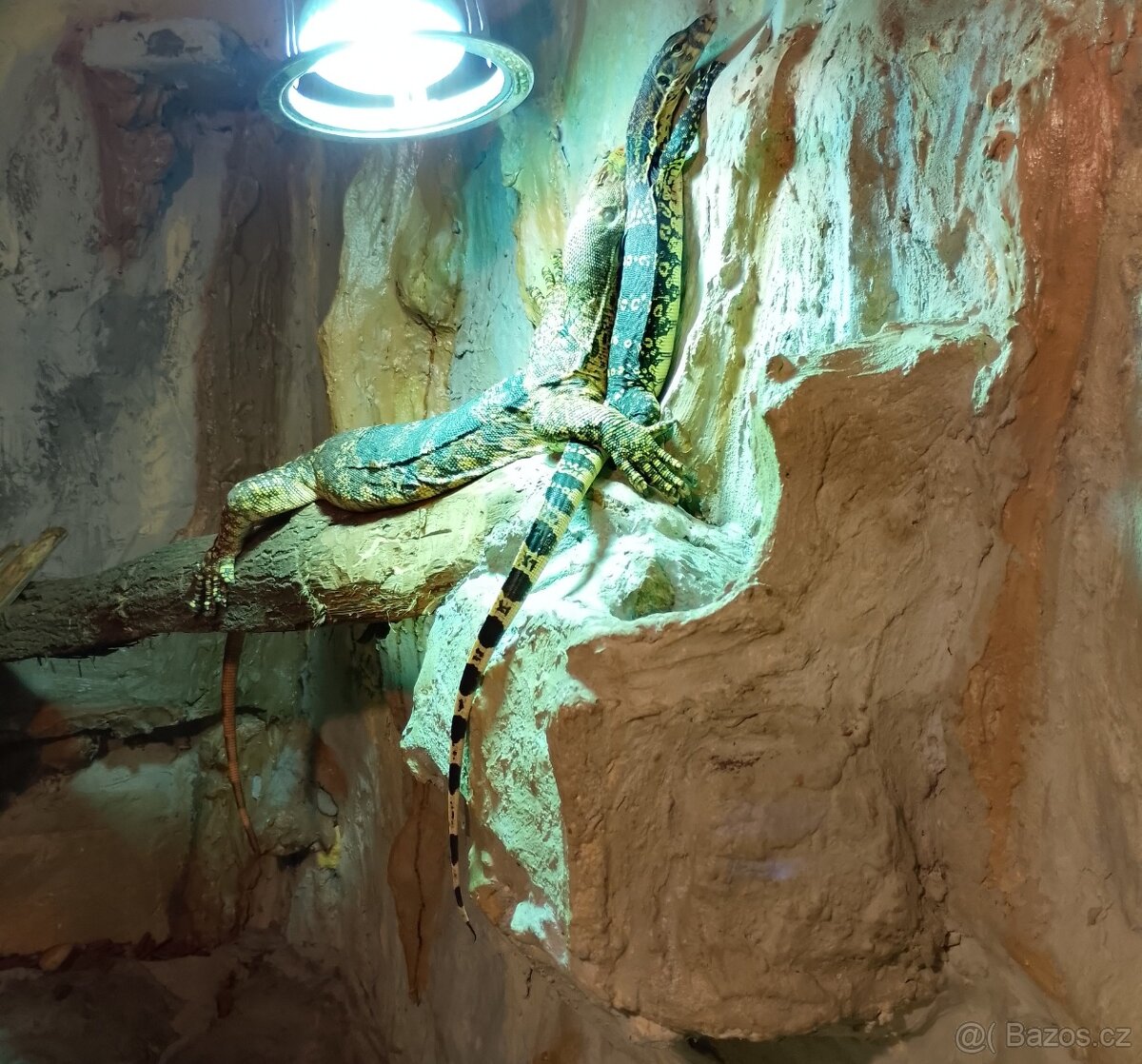 Varanus Salvator - 2