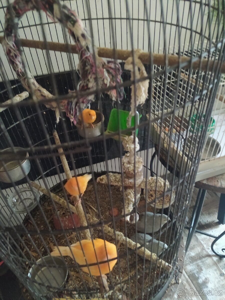 SUPER NABÍDKA KLECE +KANARCI+KRMENI - 2