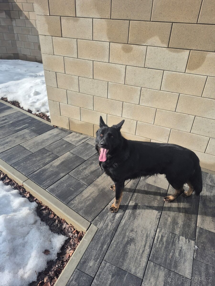 Daruji německého ovčáka - 2