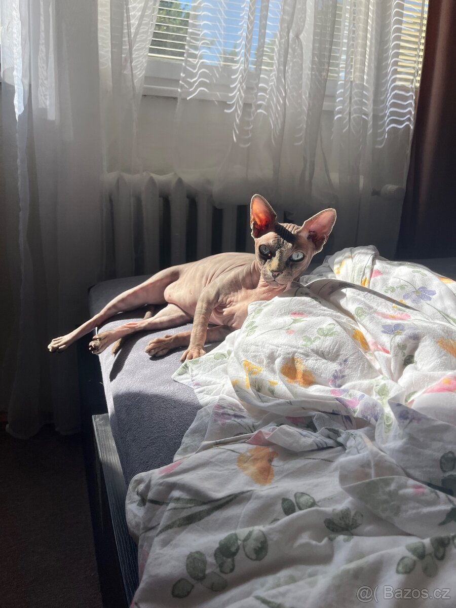 Koupím/Adoptuji Sphynx - 2