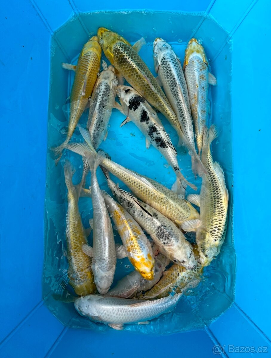 Koi kapři - 2